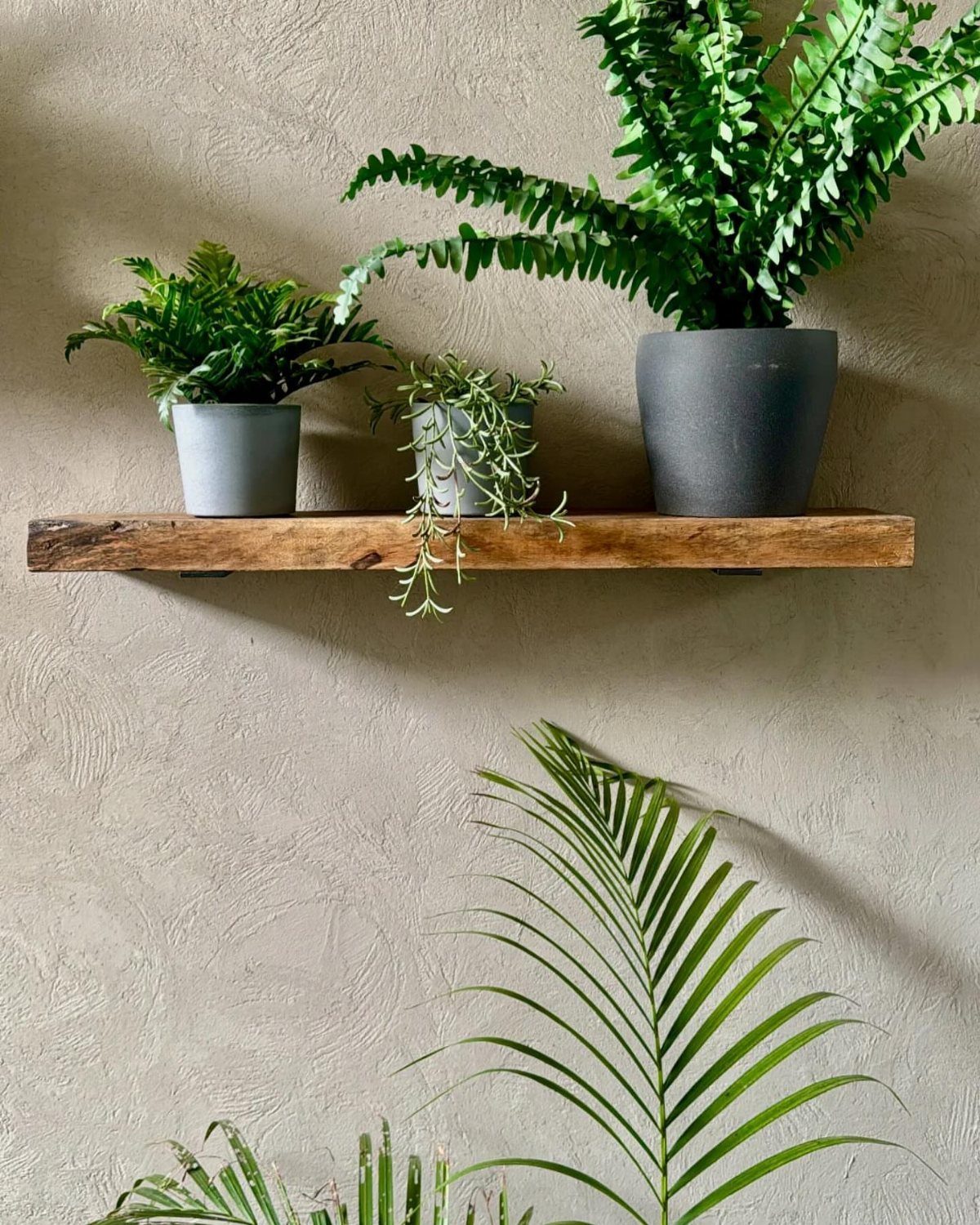 Thick rustic wooden floating shelf holding three potted green houseplants on a beige wall